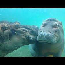 Hippos Kissing At The San Diego Zoo Baby Animals Animals Beautiful Zoo Animals