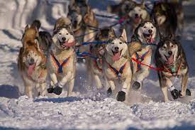 There are also 2 photos for story writing like the one below: Iditarod Coloring Pages And Word Search Printables