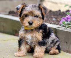 Directions to canine corral the yochon is a cross between the bichon frise and the yorkshire terrier. Yorkiechon Puppies For Sale Puppy Adoption Keystone Puppies