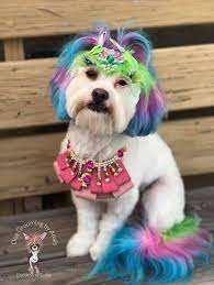 We've got the lowdown on the latest covid guidelines. Getting Started With Opawz Dog Hair Dye