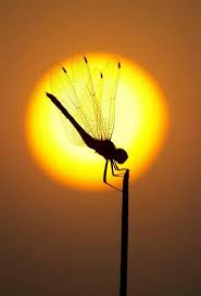 Pin By عبدالرحيم البلوشي On Insects World عالم الحشرات National Geographic Animals Dragonfly National Geographic Photography