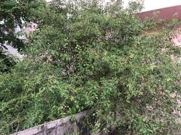 Image result for Premna mooiensis