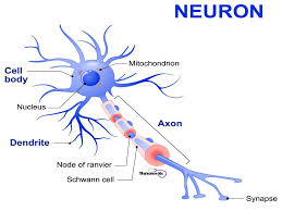 1 2 3 all known living things are made up of one or more cells. 11 Facts About The Nervous System Every Nursing Student Should Know