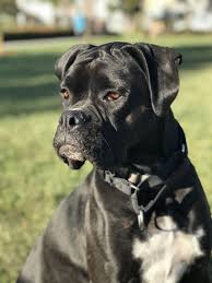 Black And Tan Shiba Inu Female Pin By Boxer My Love On Black Boxer Puppies Black Boxer Dog Black Boxer Puppies White Boxer Dogs