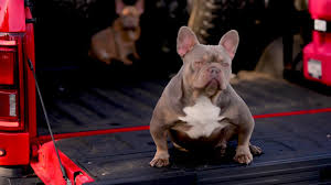 The diluted blue causes their coat to be more of a grayish blue brindle and a blue and tan french bulldogs. Rare Colors In French Bulldogs