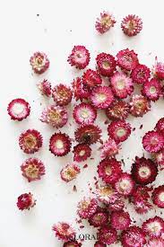 Pin On Dried And Preserved Flowers Grasses
