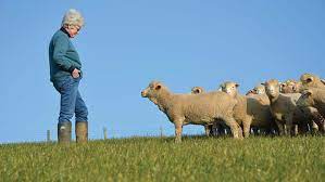 The Farmer Who Invested 60 000 In Merino Wool And Cashmere Farmers Weekly