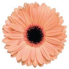 Wholesaler Of Quality Large Gerbera Flower Aesthetic Gerbera Flower Flowers