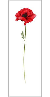 左原树的相册 jan harbon minimalist watercolor botanical painting botanical art
