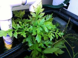 Image result for Ceratopteris