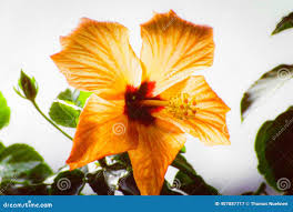 Image result for Hibiscus aethiopicus