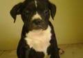 Maybe you would like to learn more about one of these? House Trained Puppy For Sale California