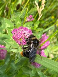 Image result for Bombus rupestris