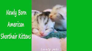 newly born american shorthair kittens american shorthair kitten american shorthair kittens