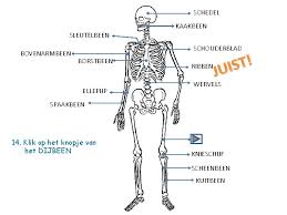 From spaak (spoke) +‎ been (bone). Het Bottenenspierenspel Start Druk Op De Knop Om