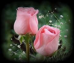 Pin By Ntia Fleka On Nice Beautiful Roses Beautiful Pink Roses Beautiful Flowers