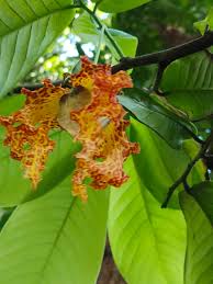 Image result for Monodora junodii