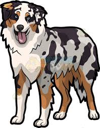 Australian Shepherd Black White And Brown Dogs An Adorable Australian Shepherd Dog Australian Shepherd Dogs Dog Drawing Australian Shepherd Puppies
