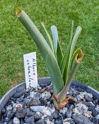 Image result for Drimia