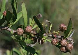 Image result for Gymnosporia buxifolia