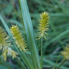 Image result for Cyperus deciduus