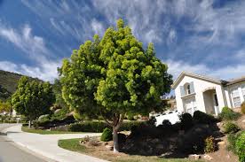 Image result for Emicocarpus