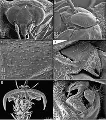 Shop online for all your home improvement needs: Revision And Phylogenetic Analysis Of The North American Genus Slaterocoris Wagner With New Synonymy The Description Of Five New Species And A New Genus From Mexico And A Review Of The Genus