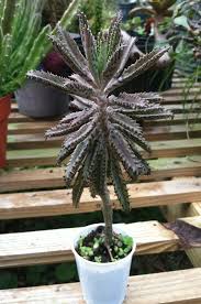 Mother Of 1000 Weird Cool Plant Kalanchoe Daigremontiana The Babies Grow On The Leaf Edges Unusual Plants Plants Cool Plants