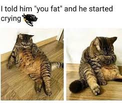 He S Sensitive About His Weight Okay Funny Animal Pictures Funny Animals Animal Memes