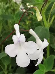 Image result for Streptocarpus saxorum