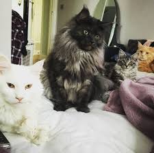 Black And White Tabby Maine Coon Pin On Cats