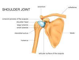 It may be related to posture, weakness, tightness, instability, wear and tear or an injury. Shoulder Pain Can Remedial Massage Help Fremantle Massage Therapy