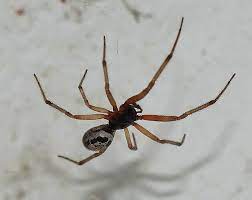 This spider lives in the uk but also abroad where, in places home to more venomous spiders, is often mistaken for the notorious black widow. Are There Black Widows In England Quora