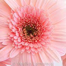 Fine Art Photograph Flower Photography Pink By Chasedbybeauty 15 00 Flower Prints Art Fine Art Photographs Flower Wall Art