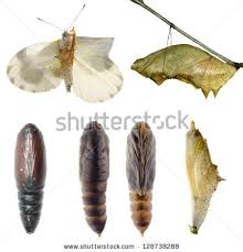 Moth Cocoons Pictures Animal Set Butterfly And Moth