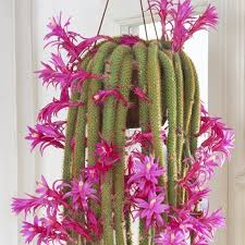 Disocactus flagelliformis), the rattail cactus, is a species of flowering plant in the cactus family cactaceae, and is the most cultivated species in the genus aporocactus. Aporocactus Flagelliformis Zielony Parapet