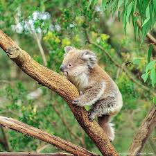 Wwf Australia On Twitter Australian Animals Koala Wwf