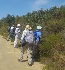 Image result for Argyrolobium stolzii