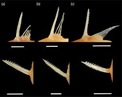 Image result for Diospyros mweroensis