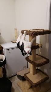 Spider Cat I Seriously Have No Idea How He Managed This By Smashleymcubed What You Think About Funny Cat Pictures Crazy Cats Funny Cats
