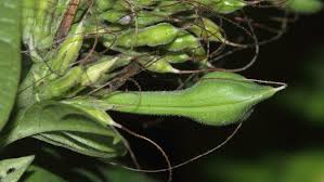 Image result for Pseuderanthemum ludovicianum