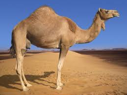 Please camel ki 10 qurbanion wali hadees ka number send kar dain. Dhul Hijjah Islamicleaks S Blog