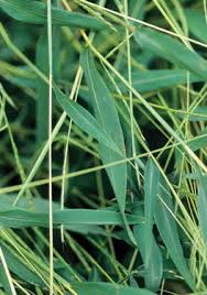 Image result for Microstegium