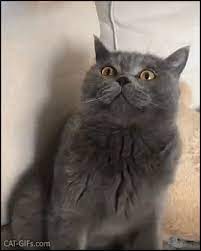 Funny Cat Gif Cat With With A Mcdonald S Paper Bag Mask For This You Will Die In Your Sleep Bad Human Funny Animal Videos Funny Animals Funny Cats