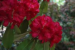 Francesca Rhododendron Rhododendron Francesca At Weston Nurseries Foundation Planting Rhododendron Low Maintenance Shrubs