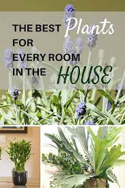 Believe It Or Not Some House Plants Are Better Suited To Certain Parts Of The Home Due To Their Ability To Filter Toxi Cool Plants Plants House Plants Indoor