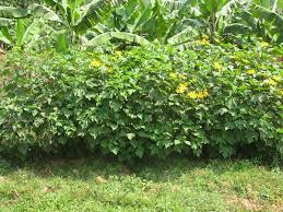 Image result for Tithonia diversifolia