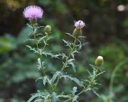 Image result for Cirsium