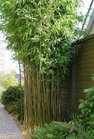 Temple Bamboo 3 Gallon Bamboo Plants All Buy Plants Online Bamboo Plants Buy Plants Buy Bamboo Plants