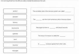 Download snurfle meiosis worksheet answer key document. Drag And Drop Meiosis